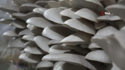 Van'da istiridye mantarına yoğun ilgi