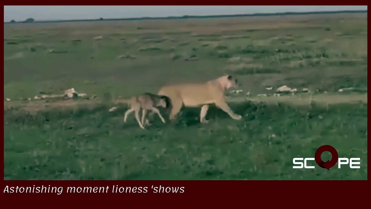 incredible video .. Lioness care for lone baby wildebeest in Tanzania