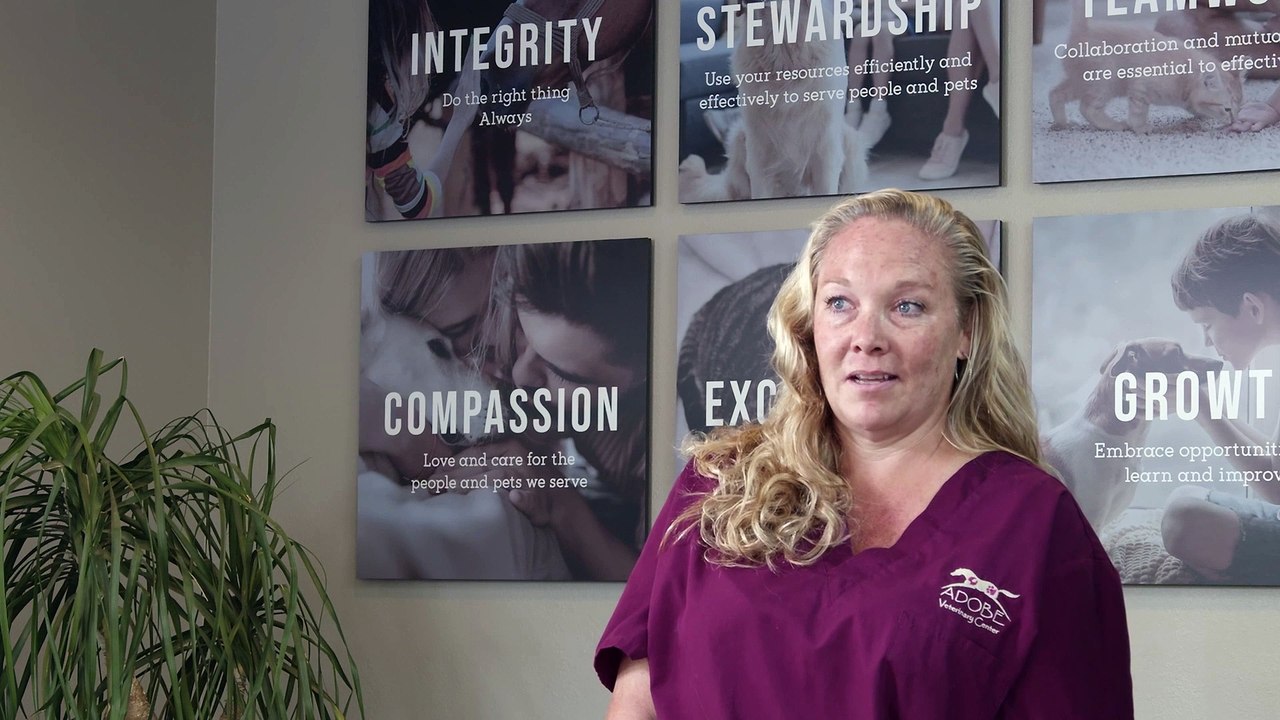 Large Animal Veterinary Care | Sequence 01 | Adobe Veterinary Center