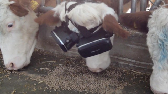 Cows enjoying virtual reality goggles produce more milk for Turkish farmer