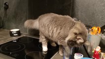 Cat Drinks Water From Tap in  Kitchen Sink While Another Chooses Empty Glass