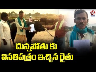 దున్నపోతు కు వినతిపత్రం ఇచ్చిన రైతు _ Farmer Submits Memorandum to Buffalo _ V6 News