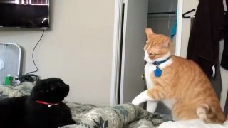Fastest cat slaps