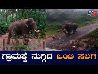 ಗ್ರಾಮಕ್ಕೆ ನುಗ್ಗಿದ ಒಂಟಿ ಸಲಗ | Chikmagalur | Elephant Video | TV5 Kannada