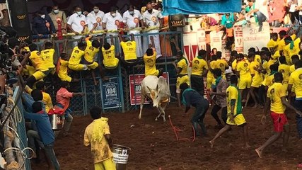Pongal begins in TN with Jallikattu; Covid norms in place