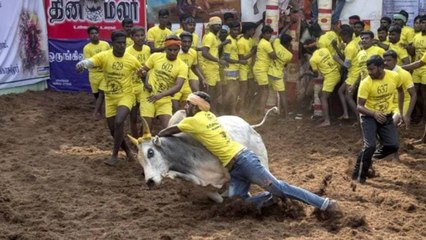 Video:Jallikattu being celebrated in Tamil Nadu on Sankranti