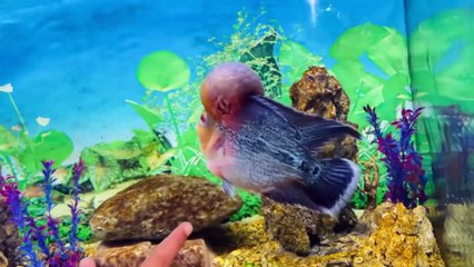 @SAURAVJOSHIVLOGS YEH KAISE FISH HAI........