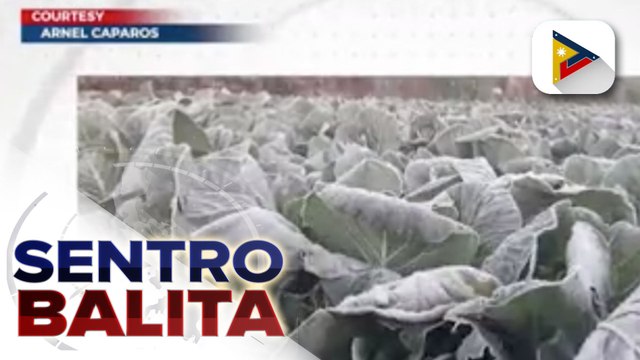 Mga taniman sa Atok, Benguet, apektado ng andap o frost; Ilang magsasaka, maagang inani ang ilang pananim at ibinenta sa mas murang halaga para mabawasan ang lugi