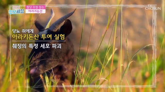 혈당 조절을 도와 당뇨 예방에 ❛흑염소❜ TV CHOSUN 220114 방송