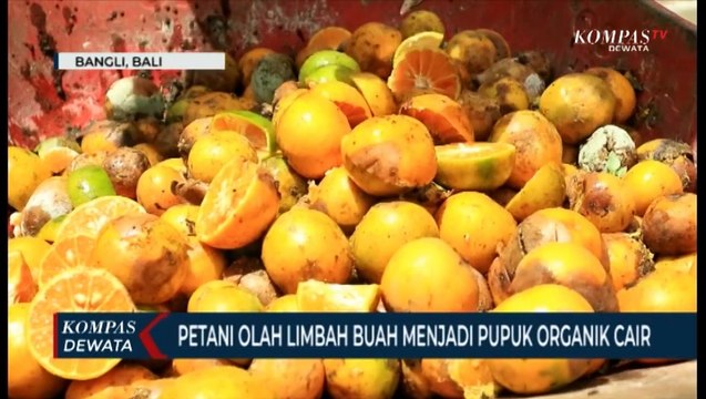 Inovasi Petani Olah Limbah Buah Menjadi Pupuk Organik Cair