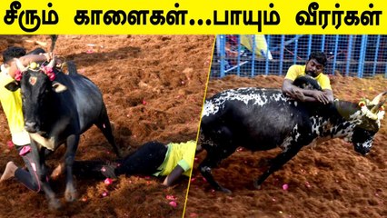 அவனியாபுரத்தில் கோலாகலமாக தொடங்கிய ஜல்லிக்கட்டு