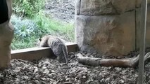 Los primeros pasos de un tigre en el zoo de Londres