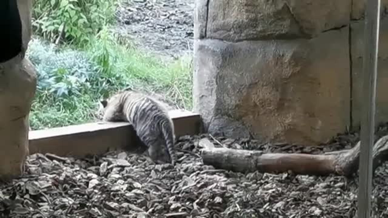 Los primeros pasos de un tigre en el zoo de Londres