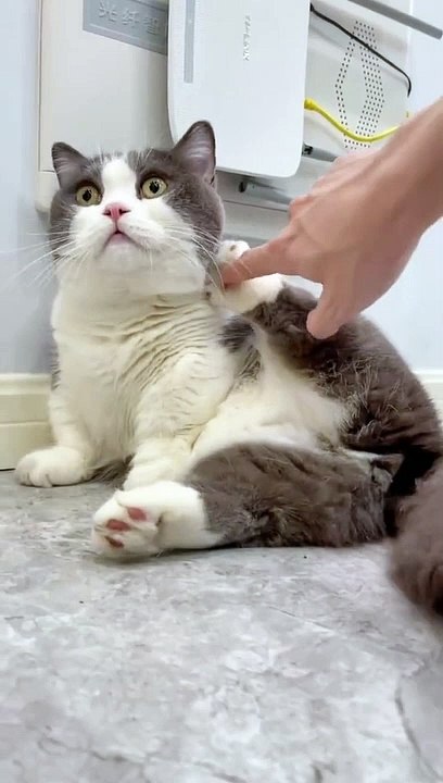 #cat #catsoftiktok