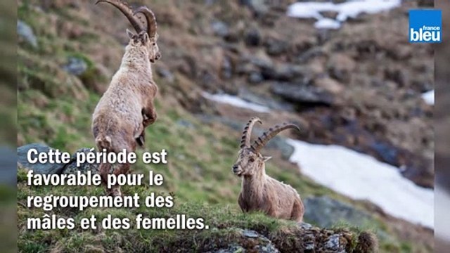 Le comptage du bouquetin des Alpes dans le Parc du Vercors