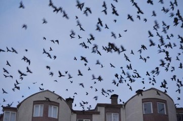 Mahalle, kargaların istilasına uğradı