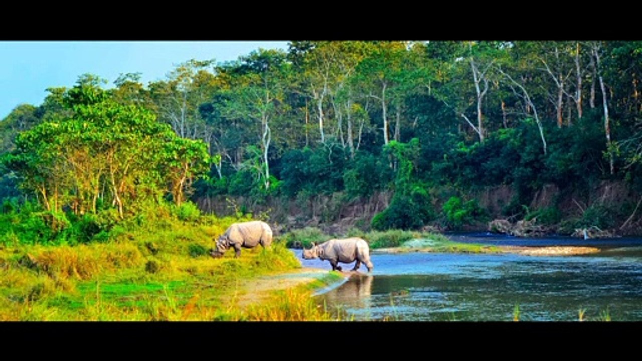 Forest Nepal
