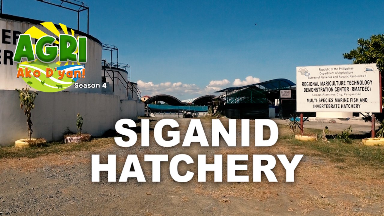 Siganid Hatchery Part 3