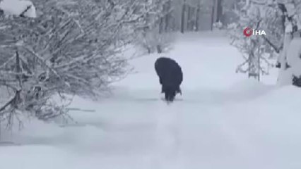 Vatandaşlar dizine kadar kara gömüldü...Tunceli'de karla mücadele çalışmaları sürüyor