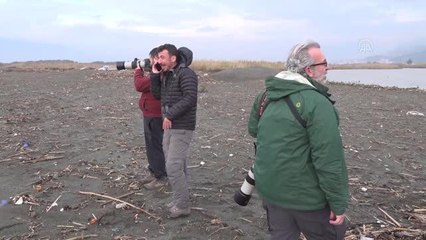 Okyanuslarda yaşayan 'kül rengi yelkovan kuşu' Türkiye'de ilk kez Hatay'da gözlemlendi