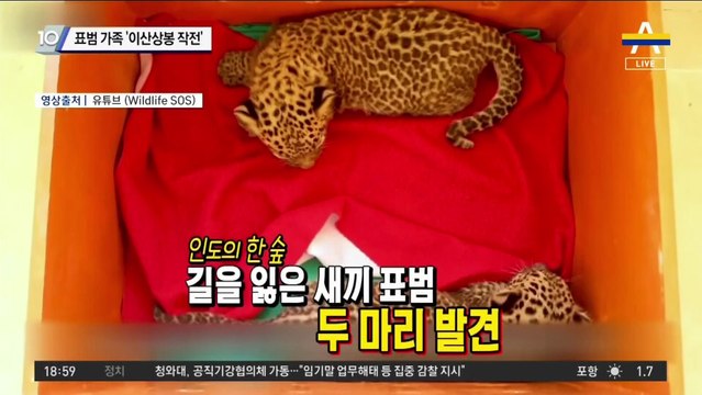 길 잃은 표범 남매, 엄마 찾아 ‘상봉 작전’