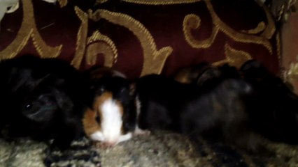 BABY CAVIA PORCELLUS PIXIE CLOVER DAVID 102_7976