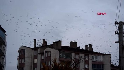 AKSARAY'DA KARGA İSTİLASI; SEBEBİ KAVAK AĞAÇLARININ KESİLMESİ Mİ?