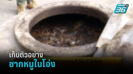 ปศุสัตว์ เก็บตัวอย่างซากหมูในโอ่ง3วันรู้ผล  | เข้มข่าวเย็น