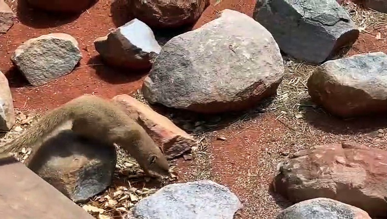 Yellow Mongoose vs Cape Cobra(480P)