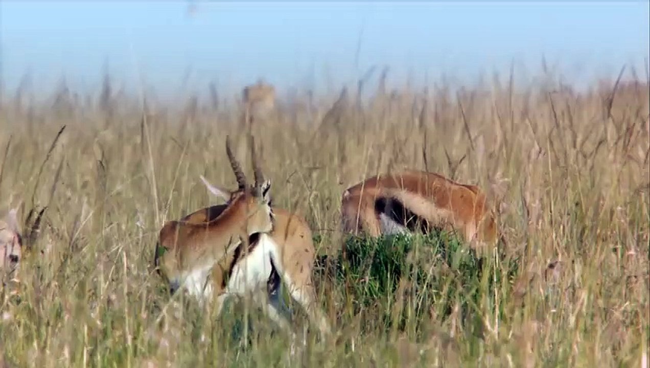 Cheetah - Fastest Running Animal - 1080 HD(480P)