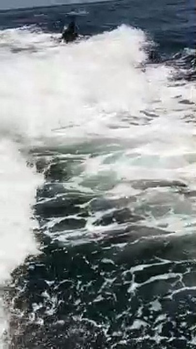 DOLPHIN