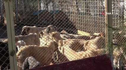 Kahramanmaraş'ta 80'in üzerinde yasaklı ırk köpek toplandı