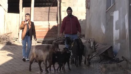 Keçinin kulağında boynuz çıktı