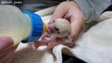 ② Milk is the lifeline of a baby fennec fox. Life with a fennec fox just born