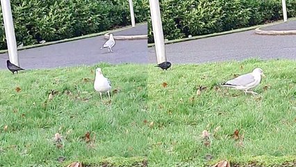 'Scottish woman shares 2021's ONE LAST surprise — a DANCING SEAGULL'