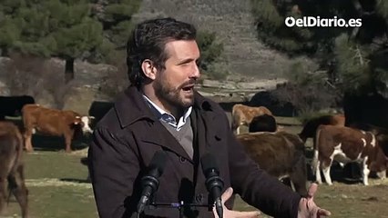 Los problemas de Casado para explicar por qué está en un prado con vacas defendiendo las macrogranjas