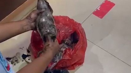 Petugas Gagalkan Penyelundupan Ganja dalam Sotong ke dalam Lapas Rajabasa