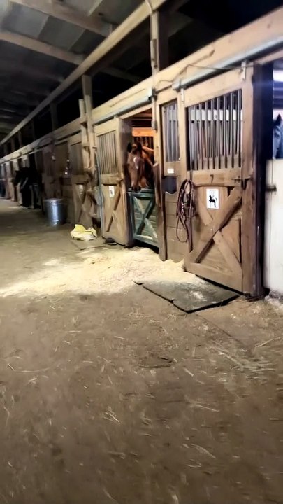 Horse Admits to Making Mess