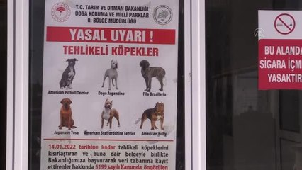 KIRIKKALE - Yasaklı ırk 40 köpeğe mikroçip takıldı