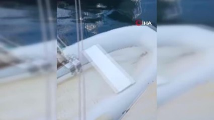 Bodrum'da teknelerin arasında balık avlayan fok ilgi odağı oldu