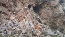 El leopardo de las nieves es una animal protegido en el Tíbet