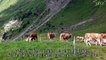 En Suisse, les vaches les plus heureuses du monde
