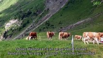En Suisse, les vaches les plus heureuses du monde