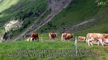 En Suisse, les vaches les plus heureuses du monde