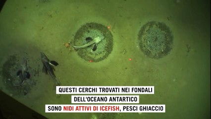 Questi cerchi sui fondali dell'Antartide sono la colonia più grande mai trovata di pesci ghiaccio