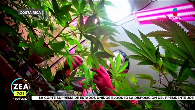 Costa Rica aprueba la legalización del cáñamo y cannabis medicinal