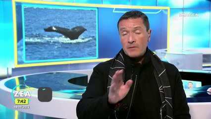 ¡Avistan ballenas en la playa Pie de la Cuesta, Acapulco!