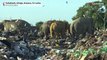 Sri Lanka: elephants feeding in garbage dumps