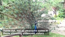 See The Amazing Mating Ritual This White Peacock Shows Off