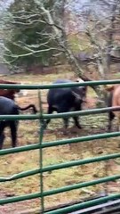 Cattle Herd in a Tizzy Over Heron Visit